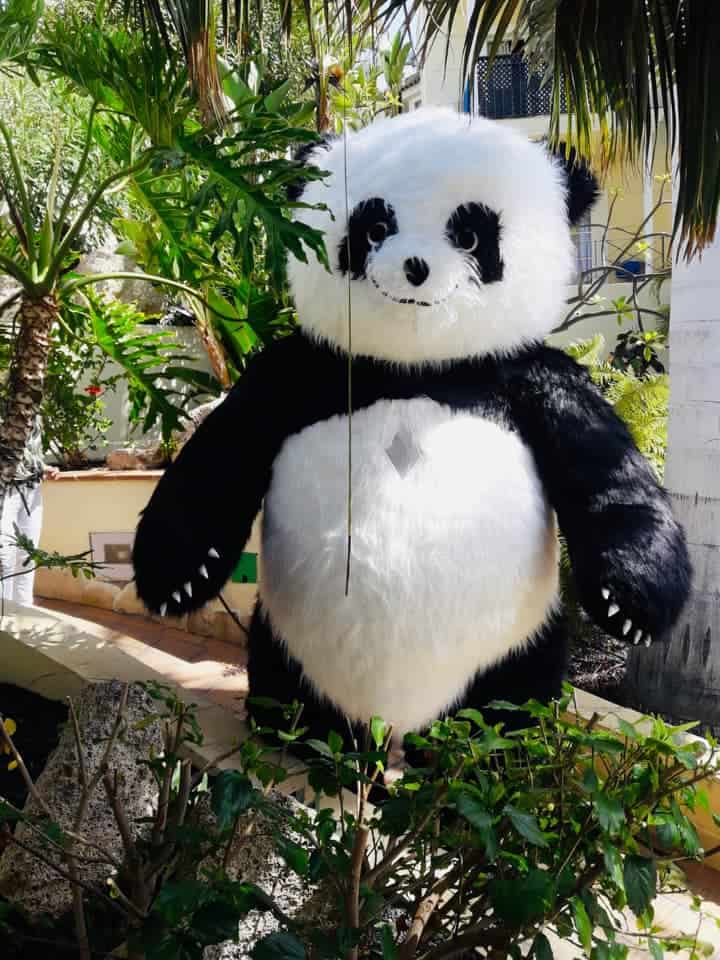 Oso Panda